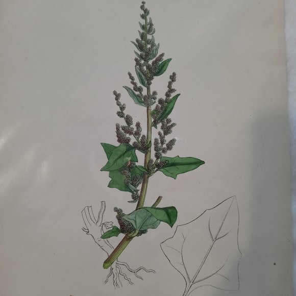 Vintage 1870 Botanical Prints Collectible - Picture 5 of 14